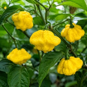 Lemon Starrburst chili
